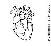 Anatomical Heart Line Art...