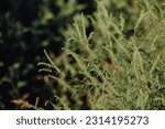 Small photo of flowering of the dangerous plant ragweed. ragweed pollen causes allergic reactions. treatment of allergies in spring and summer, hay fever. control of the spread of weeds.