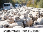 Endless Herd Sheep Moving Land...