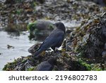 A Black Crow Sits On An Algae...
