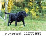 Black Dog Labrador Retriever...