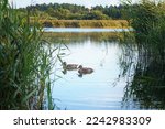 Wild ducks swim in lake overgrown with bulrush on sunny day. Two ducks in water. Beautiful waterfowl bird. Green aquatic plants. Waterscape, wildlife, summer, natural beauty. Animals world.