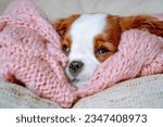 Small photo of Little spaniel who sleeped on pink crocheted bedspread woke up. Adorable baby Cavalier King Charles Spaniel opened drowsy eyes and looked ahead. Red and white puppy lying in bed at home.