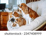 Small photo of Portrait of five Cavalier King Charles Spaniels relaxing on beige armchair at home. One dog with black-white hair and four red-white canines together. Fluffy and shaggy dog family occupied chair.