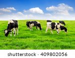 Cows On A Green Field And Blue...