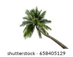 Coconut Tree Isolated On White...