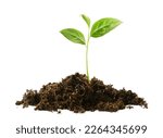 Small photo of sprout in a pile of soil on a white isolated background
