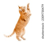 Ginger cat stands on its hind...