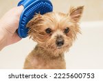 Small Yorkshire terrier dog after bathing. Owner of the dog combs the animal's coat with a rubber massage brush. Pet care, hygiene.