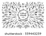 hand sketched vector vintage... | Shutterstock .eps vector #559443259