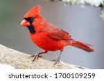 Male Red Northern Cardinal In...