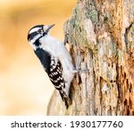 Downy Woodpecker Feeding On A...