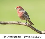 House finch perched on a log.