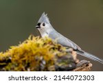 Tufted Titmouse Perched On A...