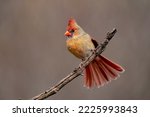 Female northern cardinal perched on a branch.