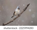 Tufted Titmouse Perched On A...