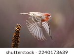 House finch in flight with wings spread.