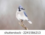 Bluejay in profile perched on a branch in winter.