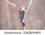 Red Bellied Woodpecker Perched...