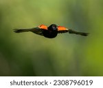 Red Winged Blackbird In Flight.