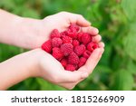 raspberry in hand, palm, two hands, garden berry on a green background