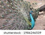 Peacock Spread Tail Feathers By ...