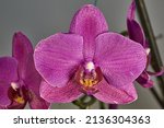 The orchid bud blossomed and turned into a beautiful flower. Orchids, also Orchidaceae (lat. Orchidaceae) are the largest family of monocotyledonous plants.