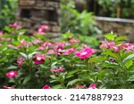 Pink Periwinkle Or Catharanthus ...