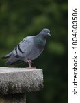 Small photo of Indian Pigeon OR Rock Dove - The rock dove, rock pigeon, or common pigeon is a member of the bird family Columbidae. In common usage, this bird is often simply referred to as the "pigeon".
