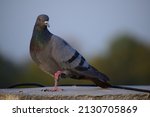 Small photo of Indian Pigeon OR Rock Dove - The rock dove, rock pigeon, or common pigeon is a member of the bird family Columbidae. In common usage, this bird is often simply referred to as the "pigeon".