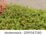 Small photo of Saint Gallen, Switzerland, November 13, 2023 Arctostaphylos uva-ursi or bearberry plant at the botanical garden