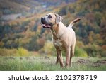 Small photo of Young Cane Corso Italiano dog playing in the autumn landscape.