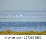 White sea birds walk near the shore on the water. The sky and sea are blue in different shades. Green plants are in the foreground on the shore