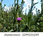 Thistle plant with thorns on the field close-up. Side view against the background of the sky