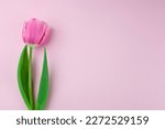 Pink Single Tulip Flower  Side...