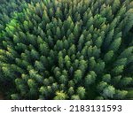 Green spruce forest, top view. Flying over the taiga in summer.Treetops in the forest.Danger of getting lost. Hiking in summer.