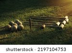 Small photo of Vintage croquet set. Ancient sports. Active outdoor games in summer. Wooden clubs with balls on the grass in the park.