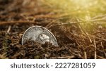 Small photo of A treasure trove of silver coins in the ground. Treasure hunt.An old coin sticks out of the ground. Treasure hunters.Numismatics.