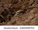 Small photo of Antique silver coins sticking out of the ground. Search for jewels in the forest. An accidental find during construction.