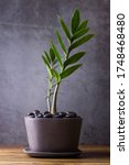 Small photo of Home plant Zamioculcas,ZZ Plant in grey pot against a grey background.also known as Zanzibar gem in home interior with copy space,dollar tree