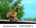 Cute Baby Macaque Monkey In...