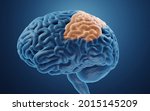 Parietal Lobe In Human Brain 3d ...