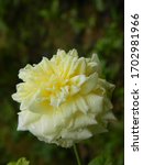 White And Yellow Rose With...