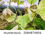 Small photo of affected by diseases and pests of plant leaves and fruits of cucumber White rot sclerotinosis diseases of cucumbers is white rot white mold. mildew peresporosis, White rot sclerotinosis.