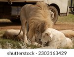 Lion and Lioness being cute and playful with each other and caressing, getting ready for mating season. taken during a safari game drive in South Africa