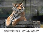 Beautiful Bengal Tiger lazing around looking alert with beautiful abstract patterns on its pelt. taken in an animal sanctuary in South Africa 