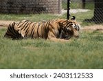 Small photo of Beautiful Bengal Tiger Eating some food looking alert with beautiful abstract patterns on its pelt