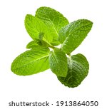 Green Fresh Mint Leaves On The...