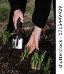 Small photo of gardener loosens the soil around young shoots. gardener loosens the soil with a metal scoop. gardener works without gloves. spring garden work.