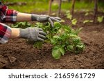 Female hands of farmer planting a plant, bell pepper in vegetable garden in early spring time. Concept natural products, bio ecology, grow vegetables, fresh product. Small, local farm, outdoors.